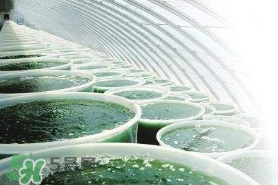 螺旋藻是飯前吃還是飯后吃？螺旋藻怎么吃？