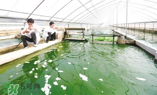 螺旋藻副作用有哪些？吃螺旋藻的禁忌