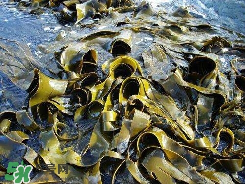 螺旋藻是飯前吃還是飯后吃？螺旋藻怎么吃？