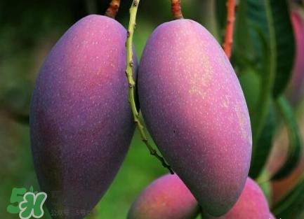 芒果有哪些品種？哪種芒果最好吃？