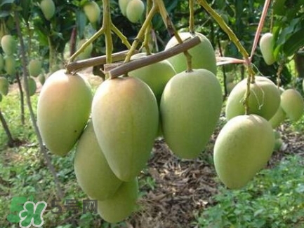 芒果有哪些品種？哪種芒果最好吃？