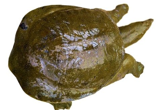 腳魚有靈性嗎？腳魚吃了有什么好處