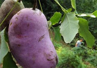 八月瓜可以美容嗎？八月瓜怎么吃有美容效果？