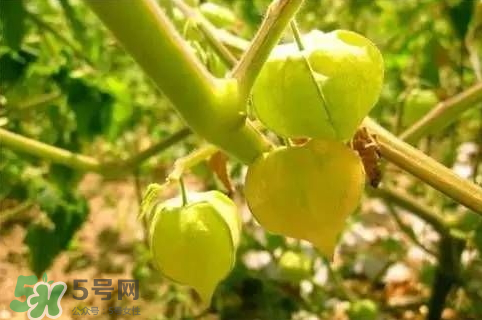 燈籠果好吃嗎 燈籠果什么味道 燈籠果好吃嗎 燈籠果什么味道