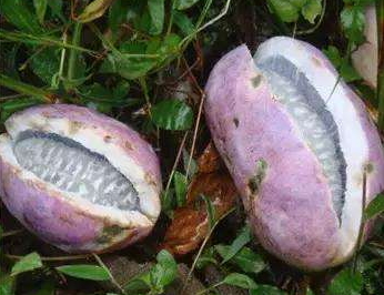 八月瓜的藥用價(jià)值有哪些？八月瓜能治什么??？