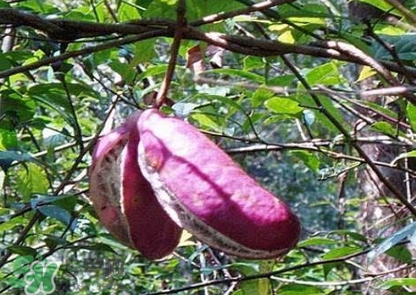 八月瓜能種植嗎？八月瓜怎么種植？