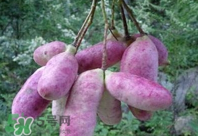 八月瓜可以補腎嗎？八月瓜的營養(yǎng)價值