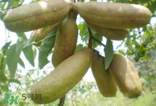 八月瓜可以經(jīng)常吃嗎？八月瓜可以多吃嗎？