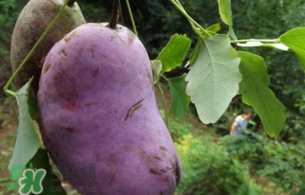 八月瓜可以美容嗎？八月瓜怎么吃有美容效果？