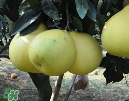 如何區(qū)分紅肉蜜柚真假？吃紅肉蜜柚有什么好處？