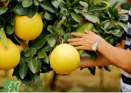 紅肉蜜柚什么時(shí)候上市？紅肉蜜柚為什么苦