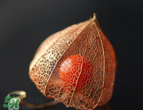 姑娘果可以泡水喝嗎？姑娘果怎么泡水喝？