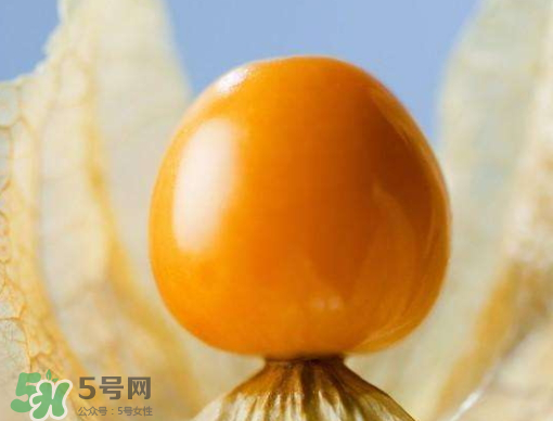 燈籠果是熱性還是涼性？燈籠果是涼性的嗎？