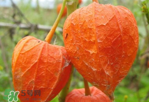 燈籠果是熱性還是涼性？燈籠果是涼性的嗎？