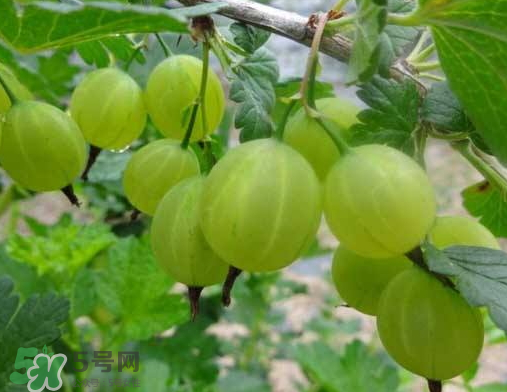 燈籠果什么時候種植？燈籠果怎么種植？