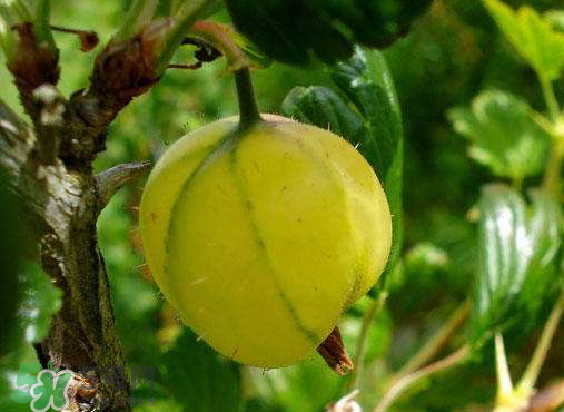 燈籠果什么時候種植？燈籠果怎么種植？