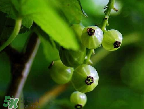 燈籠果什么時候種植？燈籠果怎么種植？