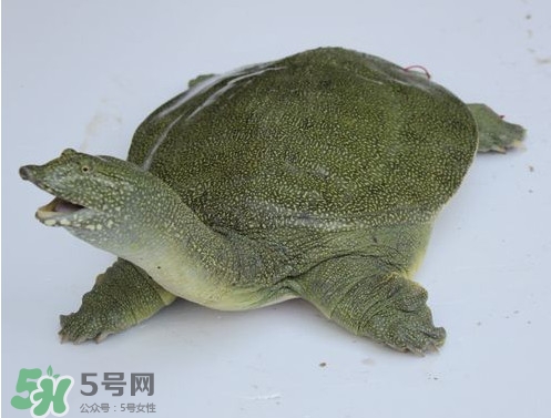 甲魚是魚嗎？甲魚是發(fā)物嗎