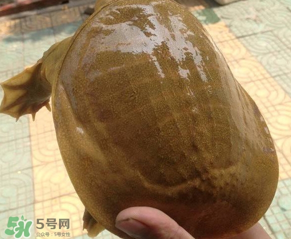 甲魚又叫什么？甲魚吃什么食物