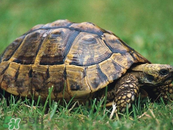 甲魚是烏龜嗎？甲魚是王八嗎？