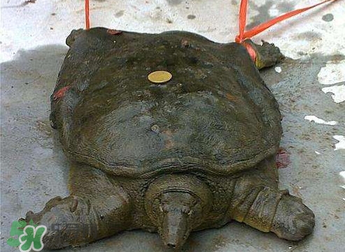 甲魚是熱性還是涼性？甲魚是淡水魚嗎