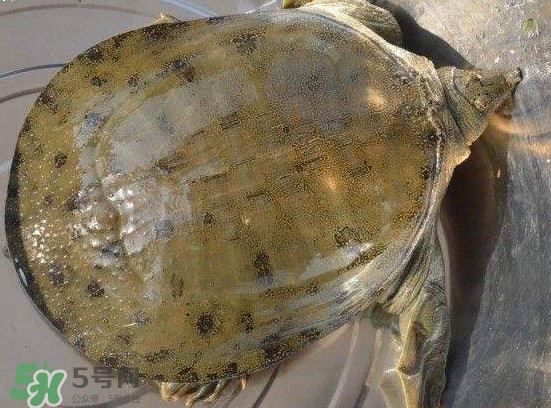 腳魚不能和什么一起吃？腳魚可以燉蟲草嗎