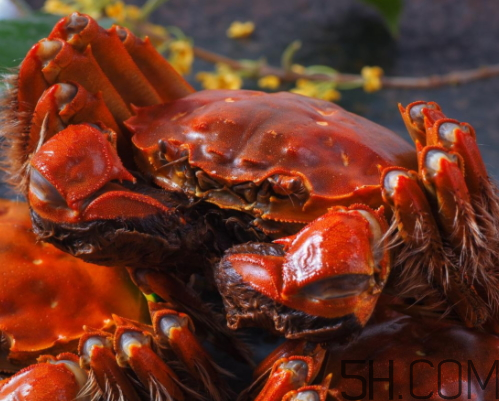 中秋節(jié)可以送大閘蟹嗎？中秋節(jié)為什么要送大閘蟹