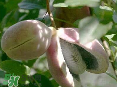 八月瓜能放冰箱嗎？八月瓜怎么保存？