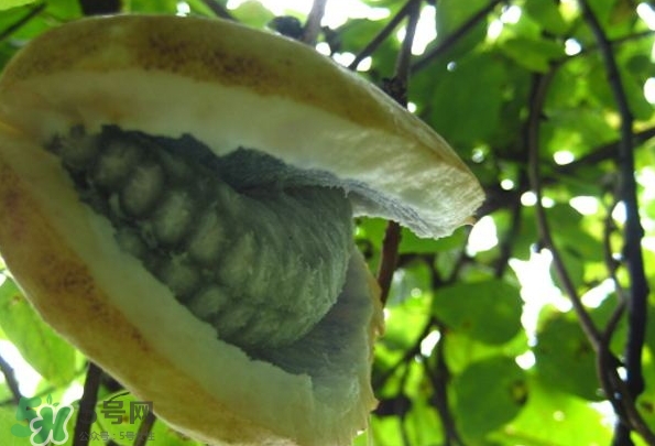 八月瓜可以美容嗎？八月瓜怎么吃有美容效果？