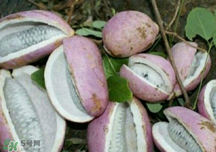 八月瓜能種植嗎？八月瓜怎么種植？