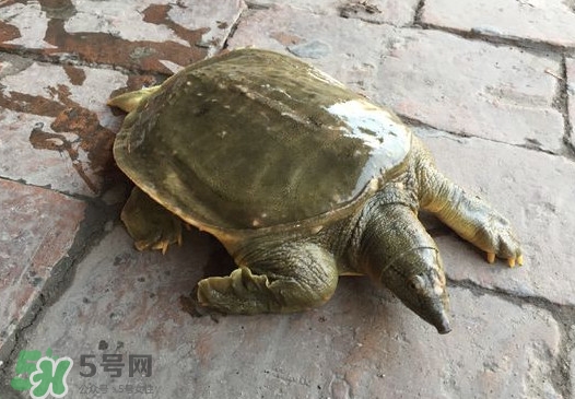 腳魚是什么？腳魚和烏龜?shù)膮^(qū)別