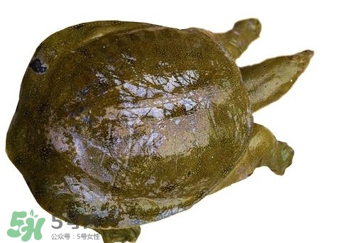 腳魚不能和什么一起吃？腳魚可以燉蟲草嗎