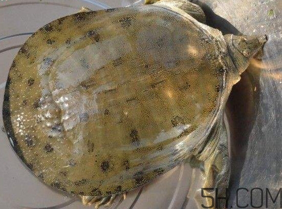 腳魚能和南瓜一起吃嗎？腳魚湯的做法