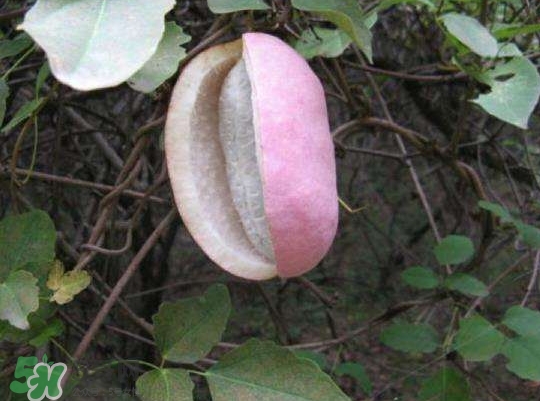 八月瓜能種植嗎？八月瓜怎么種植？