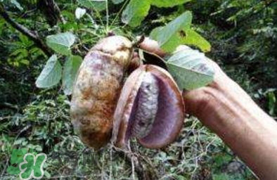 八月瓜可以補腎嗎？八月瓜的營養(yǎng)價值