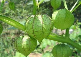 燈籠果什么時(shí)候種植？燈籠果怎么種植？