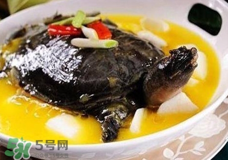 甲魚是魚嗎？甲魚是發(fā)物嗎