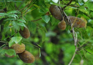 八月瓜可以經(jīng)常吃嗎？八月瓜可以多吃嗎？