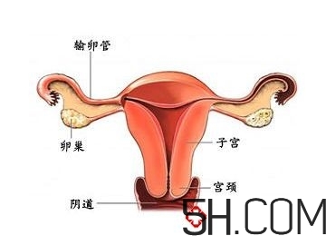 子宮畸形有哪些？子宮畸形有什么影響？