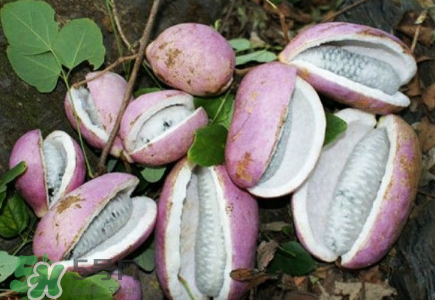 八月瓜的籽怎么吃？八月瓜籽的功效作用