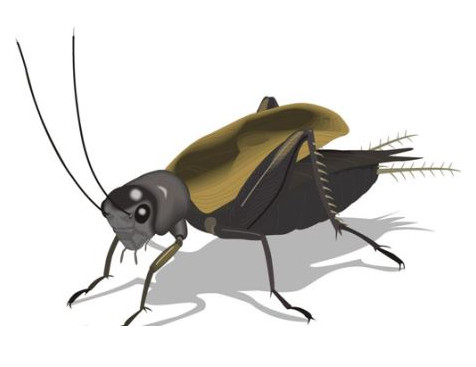 蟋蟀和蛐蛐一樣嗎？家里有蛐蛐怎么辦