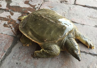 腳魚是什么？腳魚和烏龜?shù)膮^(qū)別
