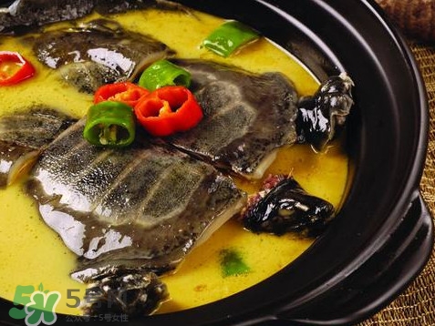 甲魚又叫什么？甲魚吃什么食物