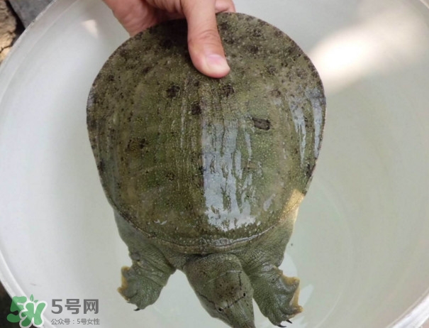 腳魚不能和什么一起吃？腳魚可以燉蟲草嗎