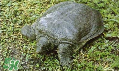 甲魚是烏龜嗎？甲魚是王八嗎？