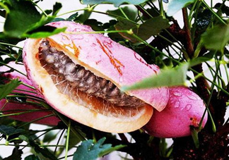 八月瓜的藥用價(jià)值有哪些？八月瓜能治什么?。?><p><strong>八月瓜的藥用價(jià)值有哪些？八月瓜能治什么病？</strong></p></a></li> <li><a href=