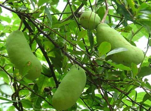 八月瓜的藥用價(jià)值有哪些？八月瓜能治什么病？