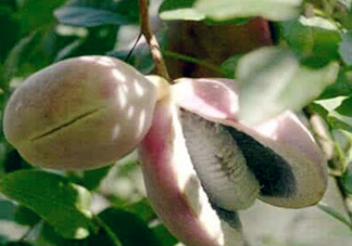 八月瓜能放冰箱嗎？八月瓜怎么保存？