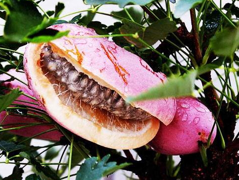 八月瓜的藥用價(jià)值有哪些？八月瓜能治什么??？