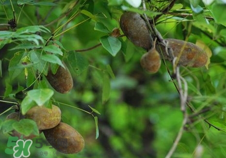 八月瓜可以經(jīng)常吃嗎？八月瓜可以多吃嗎？